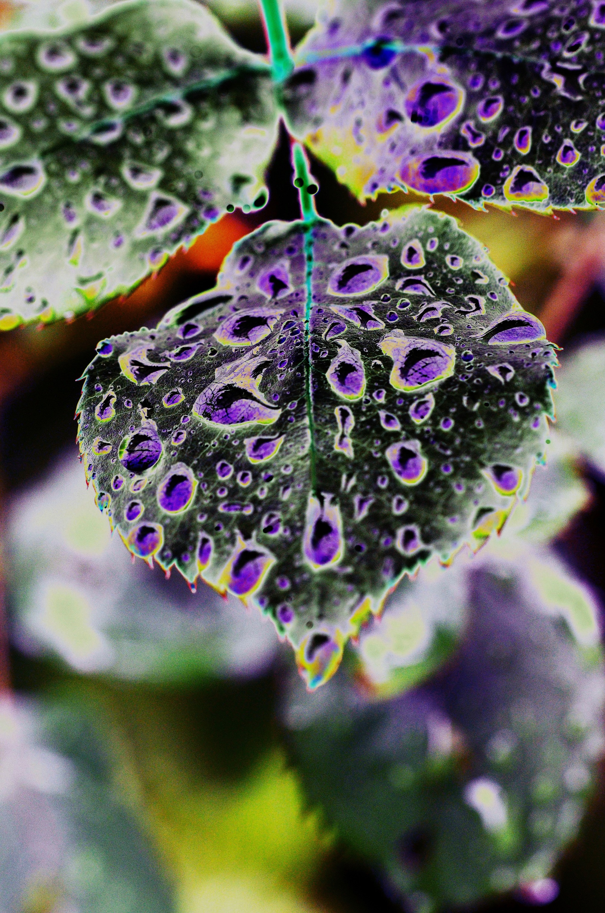 Fotografía de un NFT de naturaleza tratada digitalmente