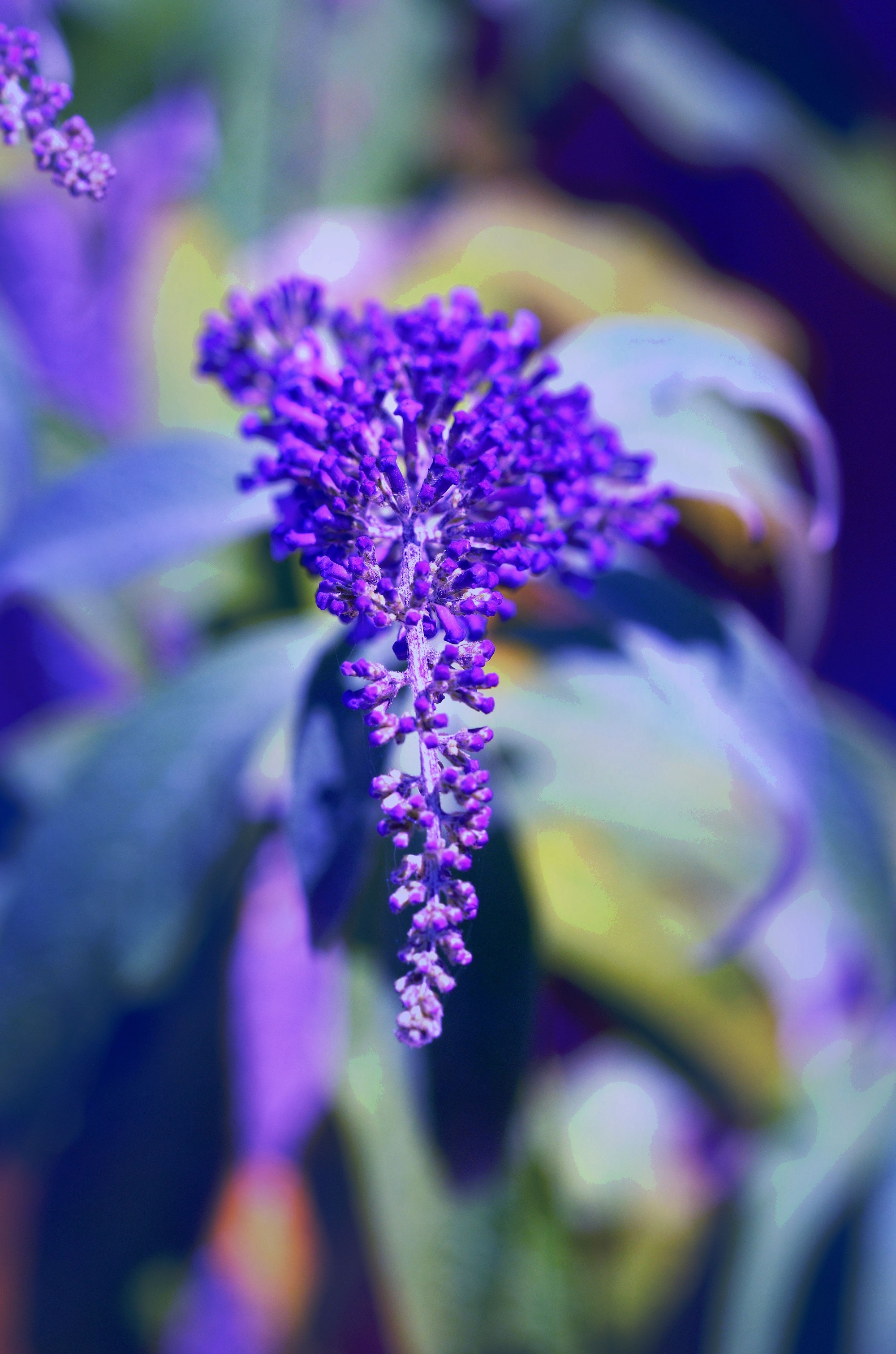 Fotografía de un NFT de naturaleza tratada digitalmente